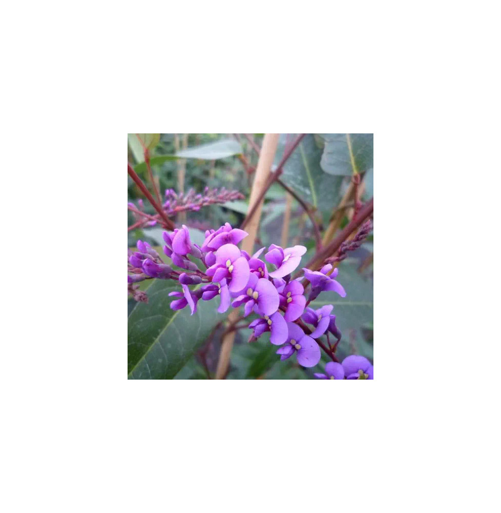 Hardenbergia violacea - glycine australienne