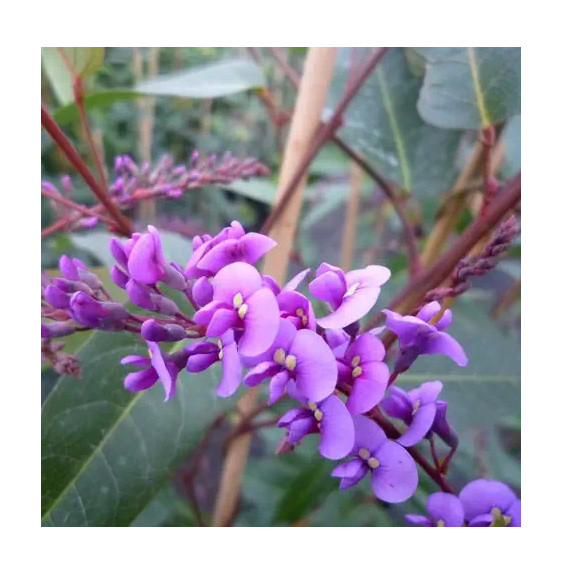 Hardenbergia violacea - glycine australienne