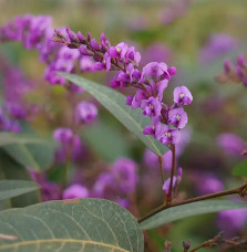 Hardenbergia violacea - glycine australienne