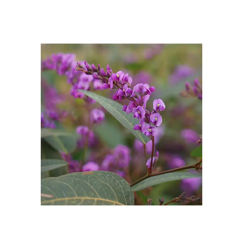 Hardenbergia violacea - glycine australienne