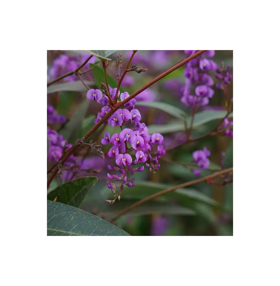 Hardenbergia violacea - glycine australienne