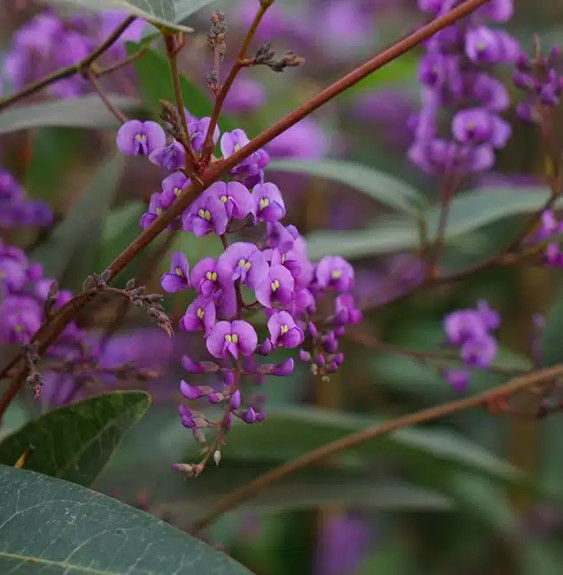 Pépinières Français PF_Hardenberg Hardenbergia violacea - glycine australienne