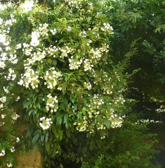 Hortensia grimpant 'Seemanii' - hydrangea