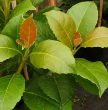 Hortensia grimpant 'Seemanii' - hydrangea