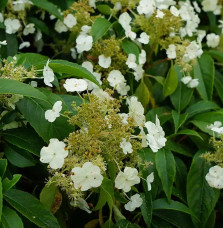 Hortensia grimpant 'Seemanii' - hydrangea