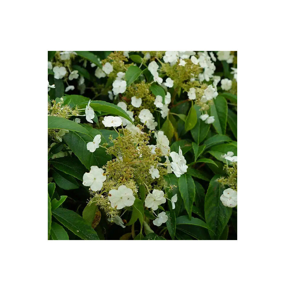 Hortensia grimpant 'Seemanii' - hydrangea