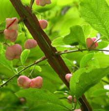 EUONYMUS planipes / Fusain