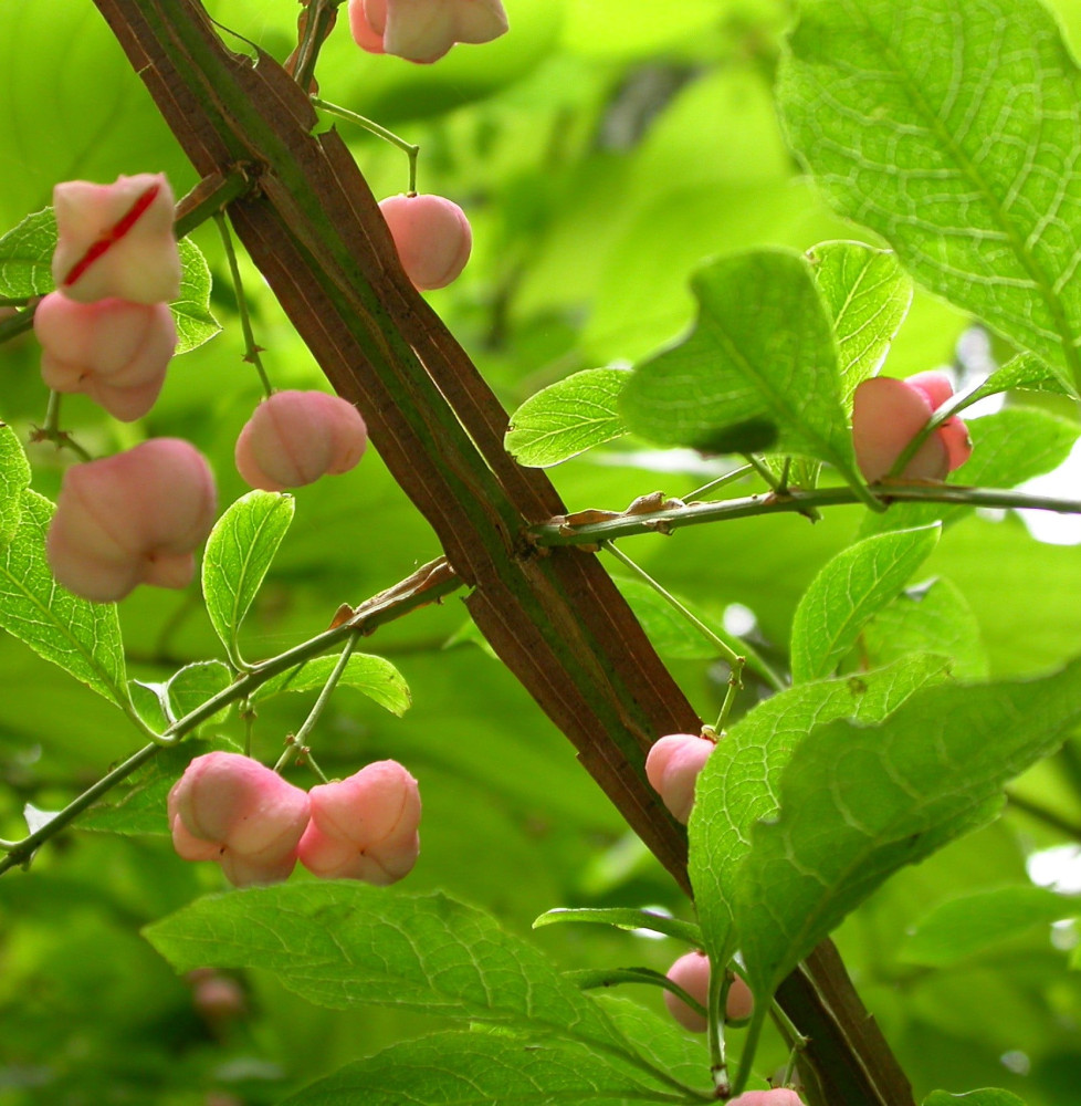 EUONYMUS planipes / Fusain