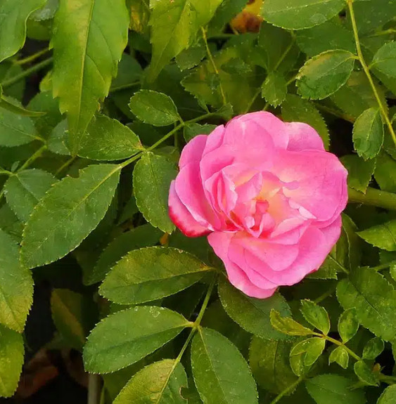 Pépinières Français PF_Rosier-de5 Rosier de Banks ‘Rosea’ - rosa banksiae