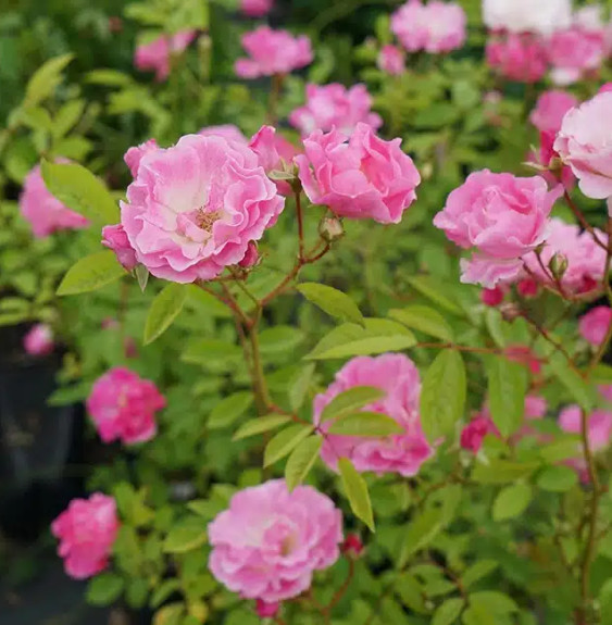 Pépinières Français PF_Rosier-de5 Rosier de Banks ‘Rosea’ - rosa banksiae