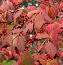 EUONYMUS planipes / Fusain