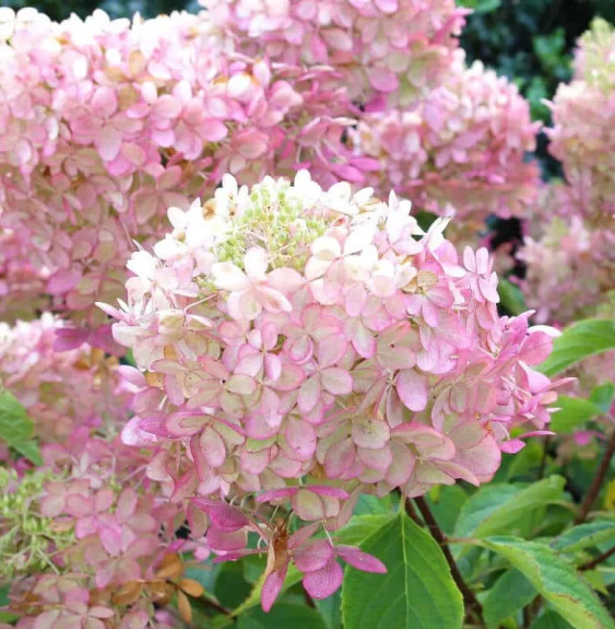 Pépinières Français PF_Hortensia55 Hortensia Hydrangea paniculate Pink Diamond / Hydrangea paniculate Pink diamond