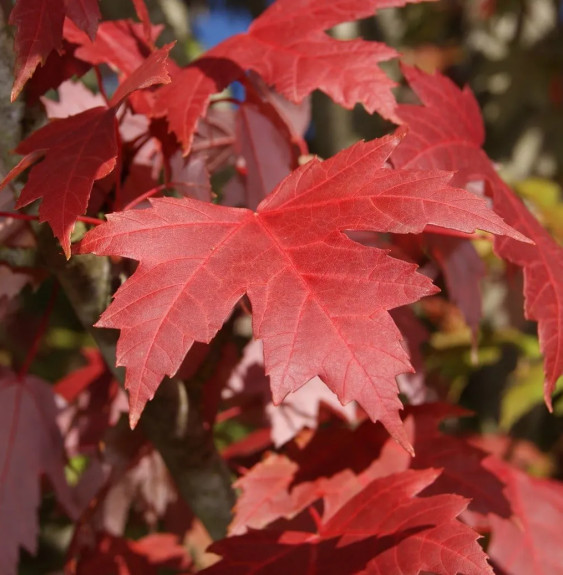 ACER rubrum / Érable rouge d'Amérique Arbres