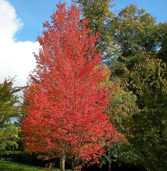 Pépinières Français PF_ACER-rubru ACER rubrum / Érable rouge d'Amérique