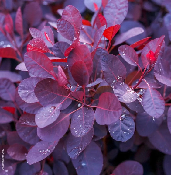 COTINUS coggygria ‘Royal Purple’ / Arbre à perruque 'Pourpre' Arbustes