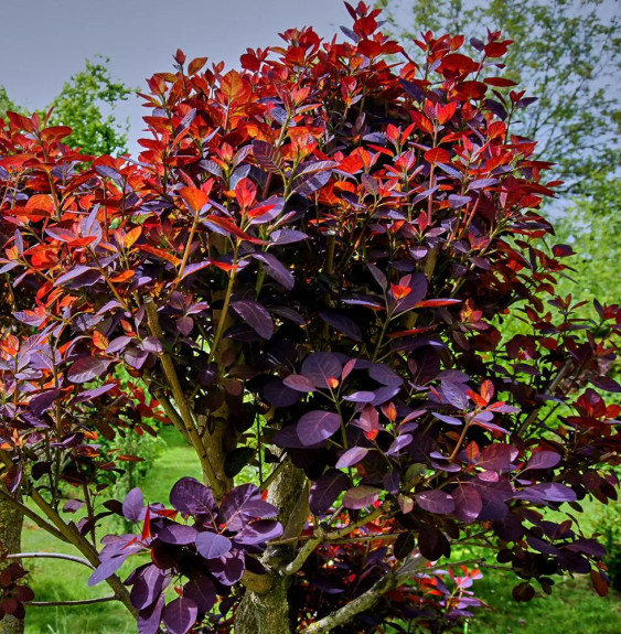 COTINUS coggygria ‘Royal Purple’ / Arbre à perruque 'Pourpre' Arbustes