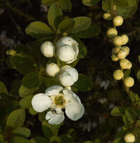 EXOCHORDA racemosa  / Exochorda