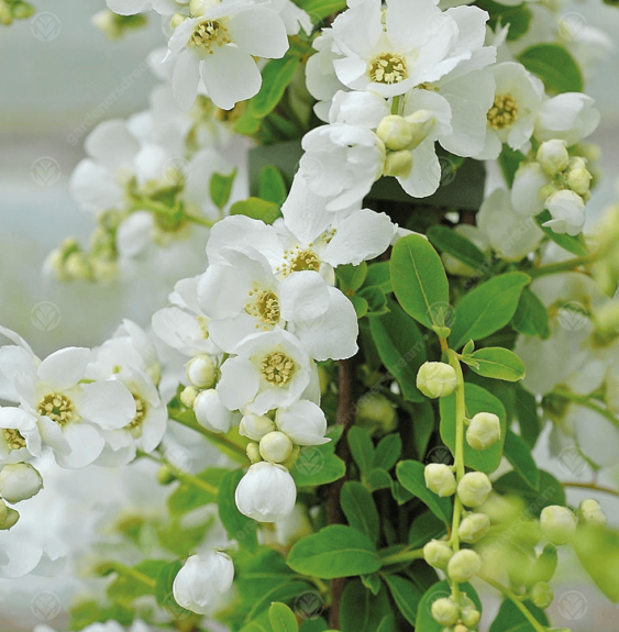 EXOCHORDA racemosa  / Exochorda