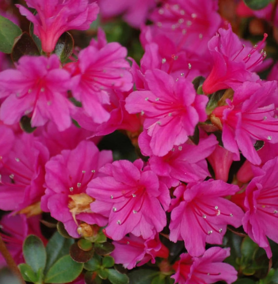 AZALEA japonica / Azalee japonaise Terre de bruyere