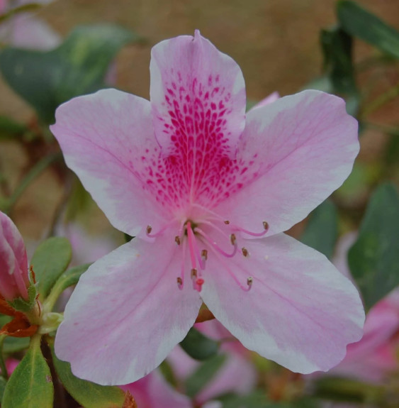 AZALEA japonica / Azalee japonaise Terre de bruyere