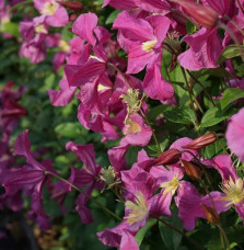 Clématite Inspiration® 'Zoin' - clematis integrifolia