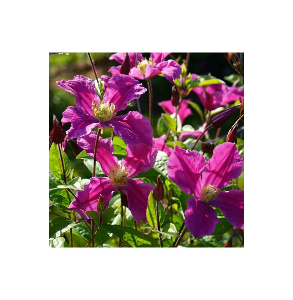 Clématite Inspiration® 'Zoin' - clematis integrifolia Grimpants