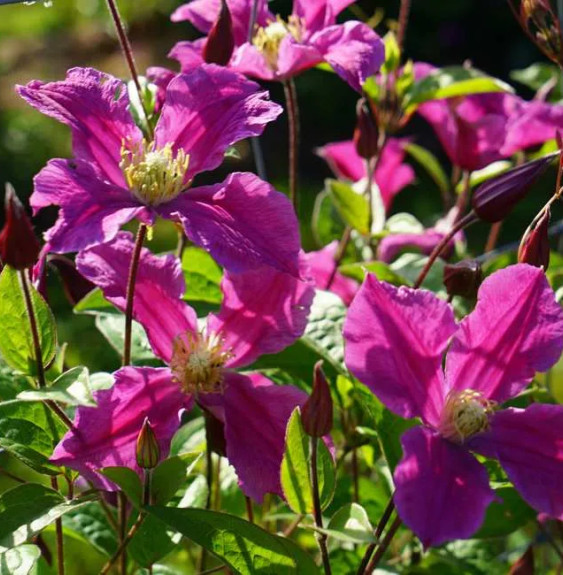 Clématite Inspiration® 'Zoin' - clematis integrifolia Grimpants