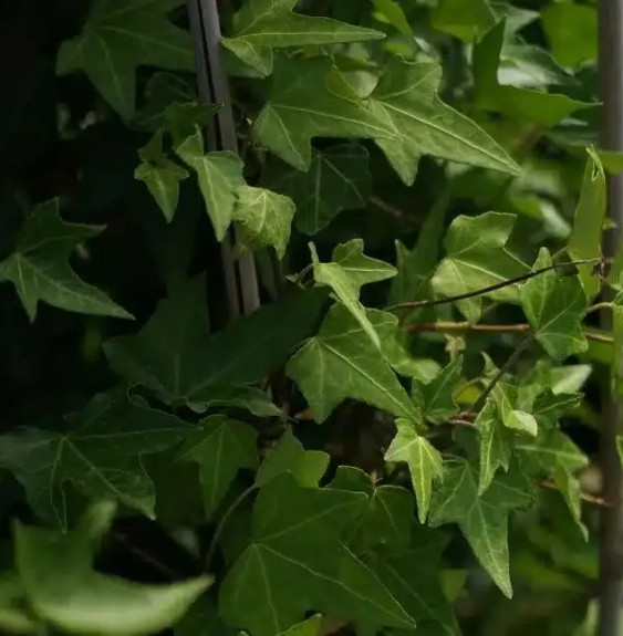 Lierre des bois 'Shamrock' - hedera helix Grimpants