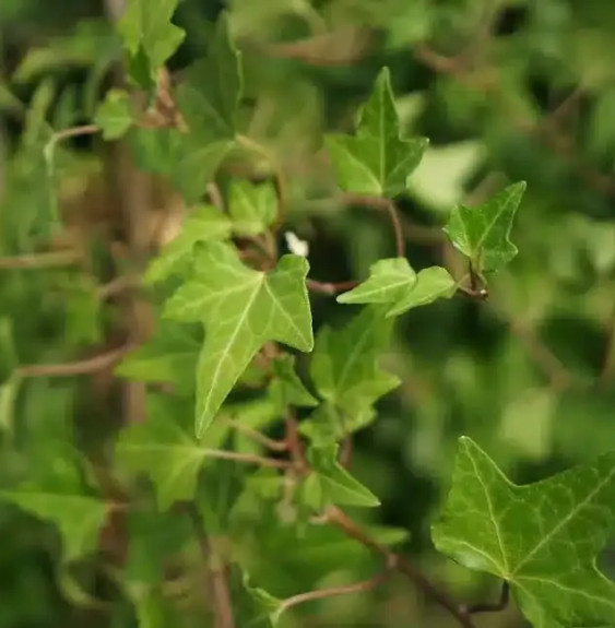 Lierre des bois 'Shamrock' – hedera helix