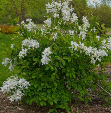 EXOCHORDA racemosa  / Exochorda