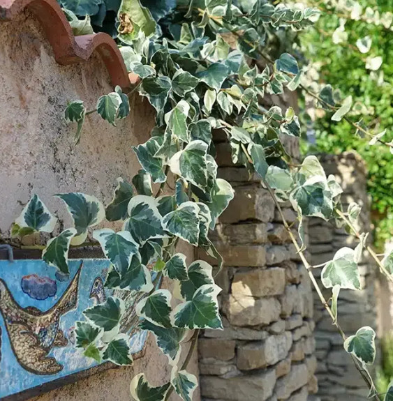 Lierre des Canaries 'Gloire de Marengo' - hedera canariensis Grimpants