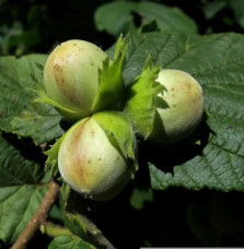 CORYLUS avellana 'Coxford' / Noisetier 'Coxford' Arbustes