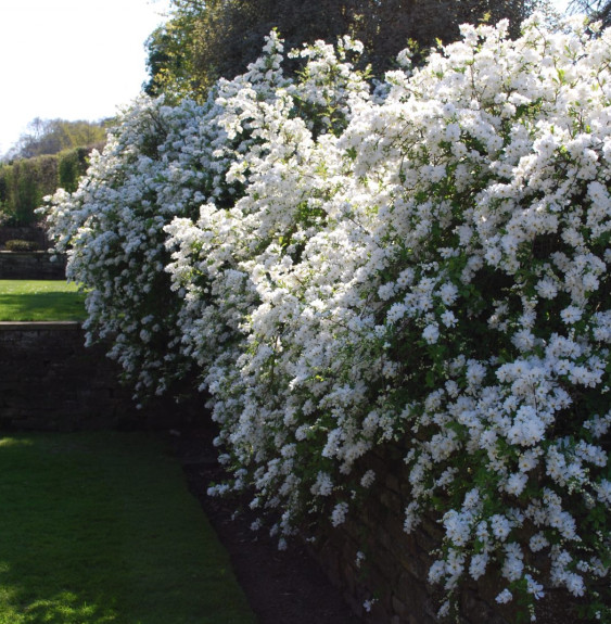 Exochorda X macrantha 'The Bride' / Exochorda x macrantha 'The Bride'