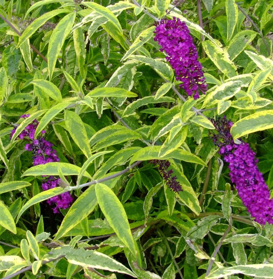 BUDDLEJA davidii ‘Harlequin’ / Arbre aux papillons 'panaché' Arbustes