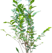 LIGUSTRUM ovalifolium / Troène de Californie Arbustes