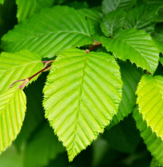 Pépinières Français PF_CARPINUS-b CARPINUS betulus (CTR) / Charmille