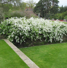 Exochorda X macrantha 'The Bride' / Exochorda x macrantha 'The Bride'