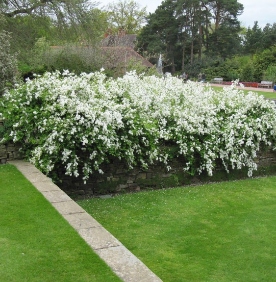 Pépinières Français PF_Exochorda6 Exochorda X macrantha 'The Bride' / Exochorda x macrantha 'The Bride'