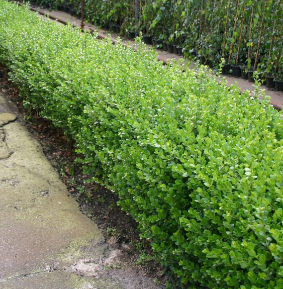 BUXUS sempervirens mycrophylla ‘Faulkner’ / Buis commun 'Faulkner' ...