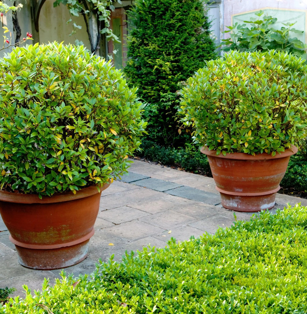 BUXUS sempervirens mycrophylla ‘Faulkner’ / Buis commun 'Faulkner' ...