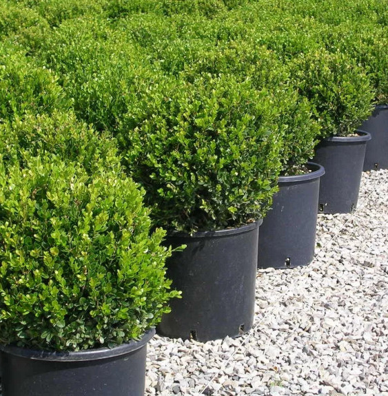 BUXUS sempervirens mycrophylla ‘Faulkner’ / Buis commun 'Faulkner' ...