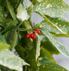 AUCUBA japonica ‘Crotonifolia’ / Aucuba du Japon Arbustes