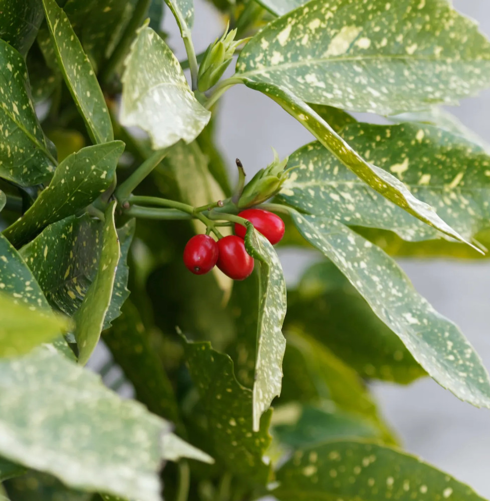 AUCUBA japonica ‘Crotonifolia’ / Aucuba du Japon Arbustes