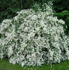 Exochorda X macrantha 'The Bride' / Exochorda x macrantha 'The Bride'