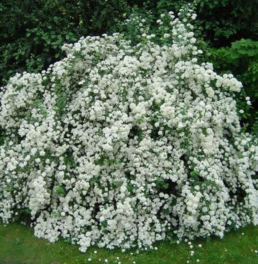 Exochorda X macrantha 'The Bride' / Exochorda x macrantha 'The Bride'