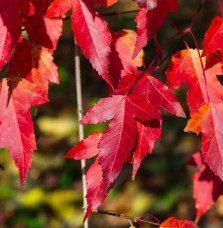 ACER tataricum ‘Ginnala' / Érable du fleuve Amour Arbustes