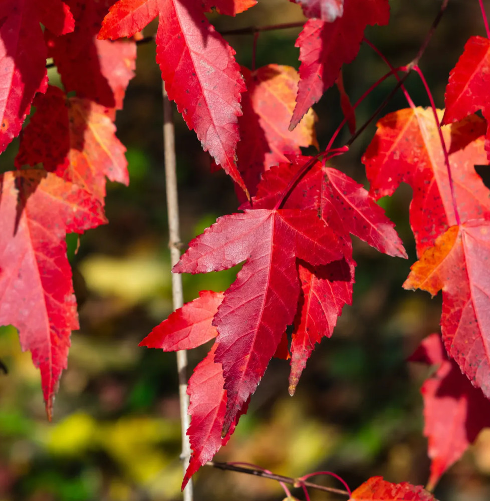 ACER tataricum ‘Ginnala' / Érable du fleuve Amour Arbustes