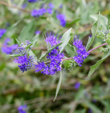 CARYOPTERIS x clandonensis ‘ Grand Bleu' / CARYOPTERIS x clandonens...