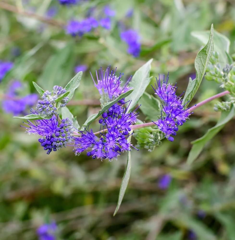 CARYOPTERIS x clandonensis ‘ Grand Bleu' / CARYOPTERIS x clandonens...