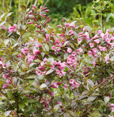 WEIGELA florida 'Victoria' / Weigela florida 'Victoria' Arbustes